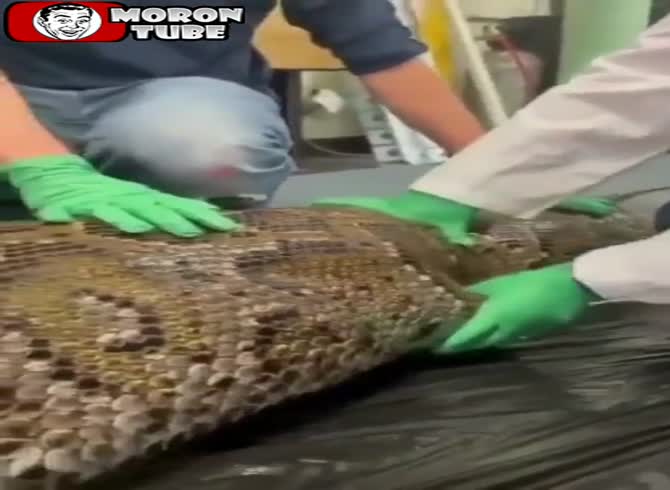 Video :An attractive geoscientist pulls an alligator out of a python!